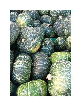 Hokkaido Kürbis grün